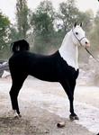 Ahmed